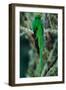 Resplendent Quetzal, Pharomachrus Mocinno, Magnificent Sacred Green Bird with Very Long Tail from S-Ondrej Prosicky-Framed Photographic Print