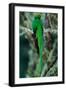 Resplendent Quetzal, Pharomachrus Mocinno, Magnificent Sacred Green Bird with Very Long Tail from S-Ondrej Prosicky-Framed Photographic Print