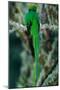 Resplendent Quetzal, Pharomachrus Mocinno, Magnificent Sacred Green Bird with Very Long Tail from S-Ondrej Prosicky-Mounted Photographic Print