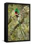 Resplendent quetzal (Pharomachrus mocinno) perching on branch, Talamanca Mountains, Costa Rica-Panoramic Images-Framed Stretched Canvas