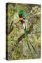 Resplendent quetzal (Pharomachrus mocinno) perching on branch, Talamanca Mountains, Costa Rica-Panoramic Images-Stretched Canvas