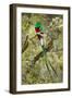 Resplendent quetzal (Pharomachrus mocinno) perching on branch, Talamanca Mountains, Costa Rica-Panoramic Images-Framed Photographic Print