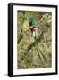 Resplendent quetzal (Pharomachrus mocinno) perching on branch, Talamanca Mountains, Costa Rica-Panoramic Images-Framed Photographic Print