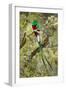 Resplendent quetzal (Pharomachrus mocinno) perching on branch, Talamanca Mountains, Costa Rica-Panoramic Images-Framed Photographic Print