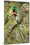 Resplendent quetzal (Pharomachrus mocinno) perching on branch, Talamanca Mountains, Costa Rica-Panoramic Images-Mounted Photographic Print