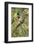 Resplendent quetzal (Pharomachrus mocinno) perching on branch, Talamanca Mountains, Costa Rica-Panoramic Images-Framed Photographic Print