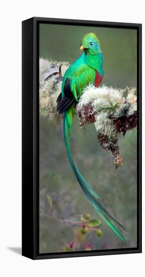 Resplendent Quetzal (Pharomachrus Mocinno), Savegre, Costa Rica-null-Framed Stretched Canvas