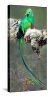 Resplendent Quetzal (Pharomachrus Mocinno), Savegre, Costa Rica-null-Stretched Canvas