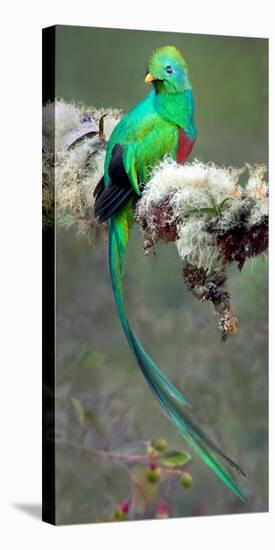Resplendent Quetzal (Pharomachrus Mocinno), Savegre, Costa Rica-null-Stretched Canvas