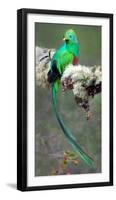 Resplendent Quetzal (Pharomachrus Mocinno), Savegre, Costa Rica-null-Framed Premium Photographic Print