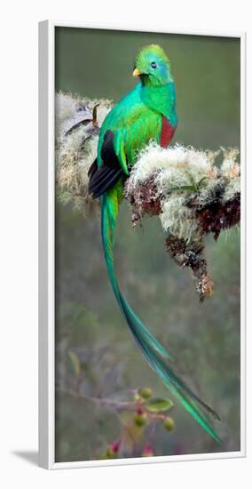 Resplendent Quetzal (Pharomachrus Mocinno), Savegre, Costa Rica-null-Framed Photographic Print