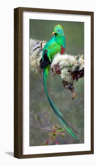 Resplendent Quetzal (Pharomachrus Mocinno), Savegre, Costa Rica-null-Framed Photographic Print