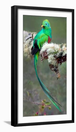Resplendent Quetzal (Pharomachrus Mocinno), Savegre, Costa Rica-null-Framed Photographic Print