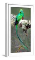 Resplendent Quetzal (Pharomachrus Mocinno), Savegre, Costa Rica-null-Framed Photographic Print