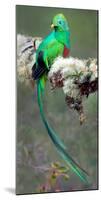 Resplendent Quetzal (Pharomachrus Mocinno), Savegre, Costa Rica-null-Mounted Photographic Print