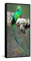 Resplendent Quetzal (Pharomachrus Mocinno), Savegre, Costa Rica-null-Framed Stretched Canvas