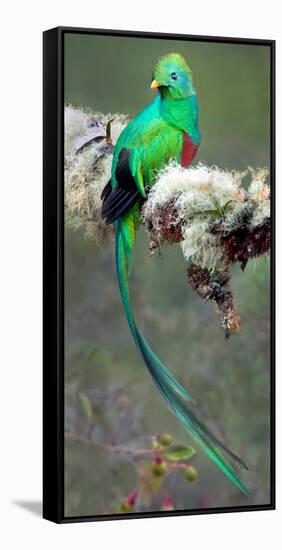 Resplendent Quetzal (Pharomachrus Mocinno), Savegre, Costa Rica-null-Framed Stretched Canvas