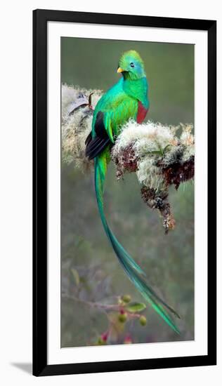 Resplendent Quetzal (Pharomachrus Mocinno), Savegre, Costa Rica-null-Framed Premium Photographic Print