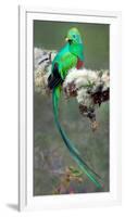 Resplendent Quetzal (Pharomachrus Mocinno), Savegre, Costa Rica-null-Framed Photographic Print