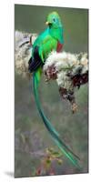 Resplendent Quetzal (Pharomachrus Mocinno), Savegre, Costa Rica-null-Mounted Photographic Print