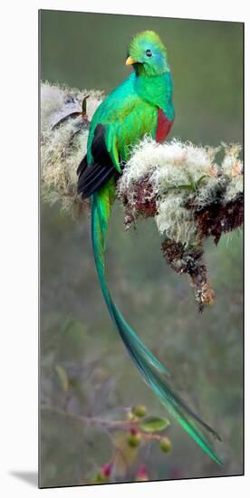 Resplendent Quetzal (Pharomachrus Mocinno), Savegre, Costa Rica-null-Mounted Photographic Print