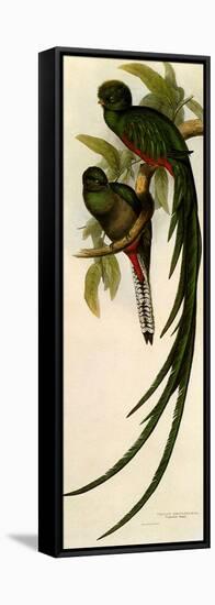 Resplendent Quetzals, Pharomachrus Mocino-Elizabeth Gould-Framed Stretched Canvas