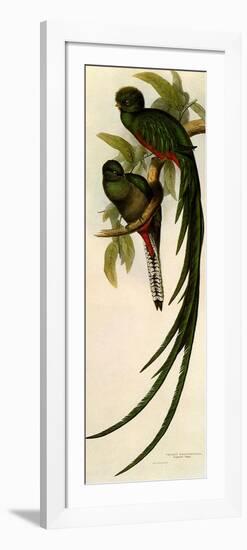 Resplendent Quetzals, Pharomachrus Mocino-Elizabeth Gould-Framed Premium Giclee Print