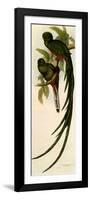 Resplendent Quetzals, Pharomachrus Mocino-Elizabeth Gould-Framed Premium Giclee Print