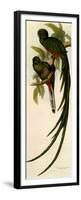 Resplendent Quetzals, Pharomachrus Mocino-Elizabeth Gould-Framed Premium Giclee Print