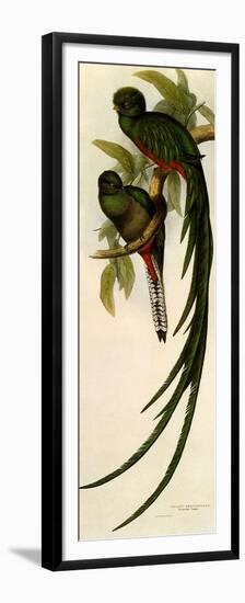 Resplendent Quetzals, Pharomachrus Mocino-Elizabeth Gould-Framed Premium Giclee Print