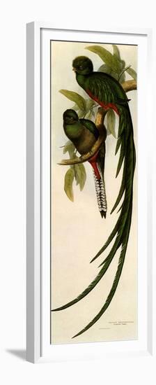 Resplendent Quetzals, Pharomachrus Mocino-Elizabeth Gould-Framed Premium Giclee Print