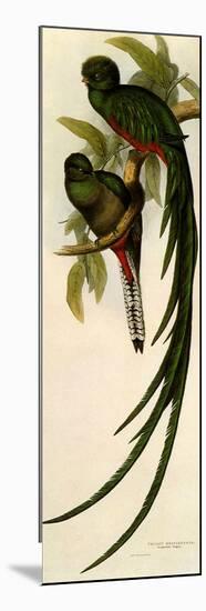 Resplendent Quetzals, Pharomachrus Mocino-Elizabeth Gould-Mounted Premium Giclee Print