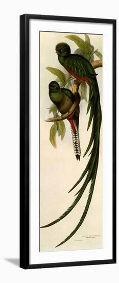 Resplendent Quetzals, Pharomachrus Mocino-Elizabeth Gould-Framed Giclee Print