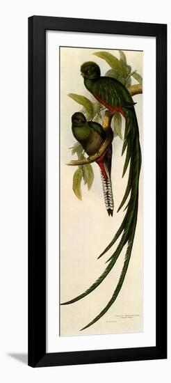 Resplendent Quetzals, Pharomachrus Mocino-Elizabeth Gould-Framed Giclee Print