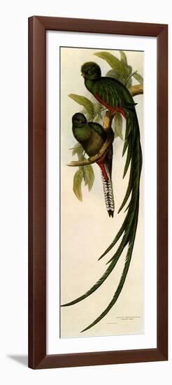 Resplendent Quetzals, Pharomachrus Mocino-Elizabeth Gould-Framed Giclee Print