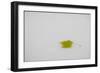 Rest in Peace-Adrian Campfield-Framed Giclee Print