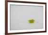 Rest in Peace-Adrian Campfield-Framed Giclee Print