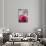 Restaurant, Paris - Pink Roses on the Table-Owen Franken-Photographic Print displayed on a wall