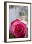 Restaurant, Paris - Pink Roses on the Table-Owen Franken-Framed Photographic Print