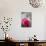 Restaurant, Paris - Pink Roses on the Table-Owen Franken-Mounted Photographic Print displayed on a wall