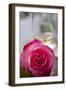 Restaurant, Paris - Pink Roses on the Table-Owen Franken-Framed Photographic Print