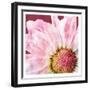 Restful Bloom-Marcus Prime-Framed Art Print