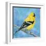 Resting Bird-Sarah Simpson-Framed Art Print