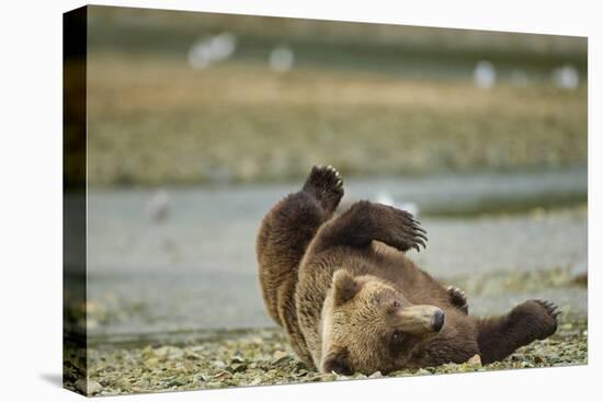 Resting Brown Bear, Katmai National Park, Alaska-Paul Souders-Stretched Canvas