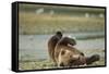 Resting Brown Bear, Katmai National Park, Alaska-Paul Souders-Framed Stretched Canvas