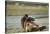 Resting Brown Bear, Katmai National Park, Alaska-Paul Souders-Stretched Canvas