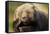 Resting Brown Bear, Katmai National Park, Alaska-Paul Souders-Framed Stretched Canvas