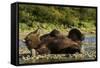 Resting Brown Bear, Katmai National Park, Alaska-Paul Souders-Framed Stretched Canvas