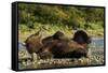 Resting Brown Bear, Katmai National Park, Alaska-Paul Souders-Framed Stretched Canvas