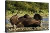 Resting Brown Bear, Katmai National Park, Alaska-Paul Souders-Stretched Canvas